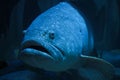 Big fish in a aquarium tank Royalty Free Stock Photo