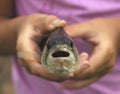 Big fish in a child`s hands Royalty Free Stock Photo