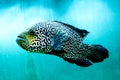 Big fish in clear and clear blue water, close up the beauty of the underwater world