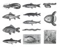 Big Fish collection like salamon, fario, esox lucius, clupea harengus, anguilla fluviatilis, cyprinus carpio, cyprinus carassius,