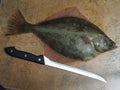 Big fish flounder