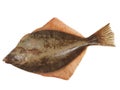 Big fish flounder