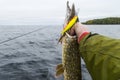 Big fish in hands of fisherman. Fisherman caught and holding big pike fish. Concepts of successful fishing