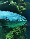 big fish look like latimeria