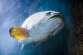 Big Fish in the ocean. Royalty Free Stock Photo
