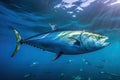 a large tuna fish swimming in the ocean Royalty Free Stock Photo