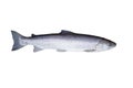 Big fish salmon isolated white Royalty Free Stock Photo