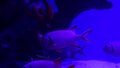 Big fish in sea aquarium on blue background 4k video