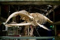 Big fish skeleton in Georgia Aquarium, Atlanta, U.S. Royalty Free Stock Photo