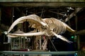 Big fish skeleton in Georgia Aquarium, Atlanta, U.S.