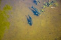 Big  fish swim in clear water in a pond. Catfish eat food Royalty Free Stock Photo