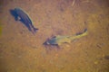 Big  fish swim in clear water in a pond. Catfish eat food Royalty Free Stock Photo