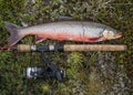 Big fish trophy Arctic char or charr, Salvelinus alpinus is lying on the green vegetation next to the fly fishing rod Royalty Free Stock Photo