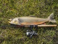 Big fish trophy Arctic char or charr, Salvelinus alpinus is lying on the green vegetation next to the fly fishing rod Royalty Free Stock Photo
