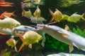 Big fish with whiskers between yellow fish in an aquarium