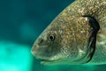 Big fishe swimming in sea aquarium