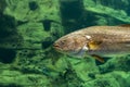 Big fishe swimming in sea aquarium