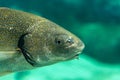 Big fishe swimming in sea aquarium