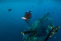 Big fishes in blue ocean near wreck