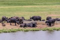Big FIVE African Cape buffalo, Kruger National Park South Africa