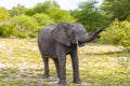Big FIVE African elephant Kruger National Park safari South Africa