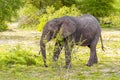 Big FIVE African elephant Kruger National Park safari South Africa