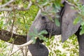 Big FIVE African elephant Kruger National Park safari South Africa