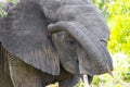 Big FIVE African elephant Kruger National Park safari South Africa