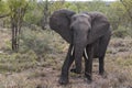 Big FIVE African elephant Kruger National Park South Africa