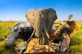Wild african animals background Royalty Free Stock Photo