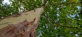 Big, flaky plane tree trunk shot in strong perspective Royalty Free Stock Photo