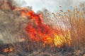 Big flames on field during fire. Accidental disaster Royalty Free Stock Photo