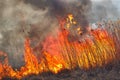 Big flames on field during fire. Accidental disaster Royalty Free Stock Photo