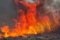 Big flames on field during fire. Accidental disaster Royalty Free Stock Photo