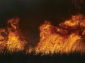 Big flames on field during fire Royalty Free Stock Photo