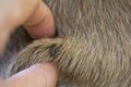 Big flea tick on brown dog skin hair sucking dog blood