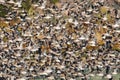 Big flock of Bar-tailed godwit in flight, New Zealand