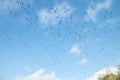 A big flock of barnacle gooses is flying on a blue sky background. Birds are preparing to migrate south Royalty Free Stock Photo