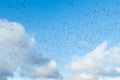 A big flock of barnacle gooses is flying on a blue sky background. Birds are preparing to migrate south Royalty Free Stock Photo