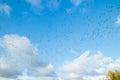 A big flock of barnacle gooses is flying on a blue sky background. Birds are preparing to migrate south Royalty Free Stock Photo