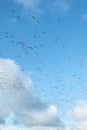 A big flock of barnacle gooses is flying on a blue sky background. Birds are preparing to migrate south Royalty Free Stock Photo