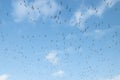 A big flock of barnacle gooses is flying on a blue sky background. Birds are preparing to migrate south Royalty Free Stock Photo