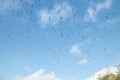 A big flock of barnacle gooses is flying on a blue sky background. Birds are preparing to migrate south Royalty Free Stock Photo