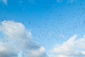 A big flock of barnacle gooses is flying on a blue sky background. Birds are preparing to migrate south Royalty Free Stock Photo