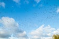 A big flock of barnacle gooses is flying on a blue sky background. Birds are preparing to migrate south Royalty Free Stock Photo