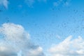 A big flock of barnacle gooses is flying on a blue sky background. Birds are preparing to migrate south Royalty Free Stock Photo