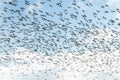 A big flock of barnacle gooses is flying on a blue sky background. Birds are preparing to migrate south Royalty Free Stock Photo