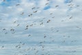 A big flock of barnacle gooses is flying in the sky. Birds are preparing to migrate south. September 2019, Finland