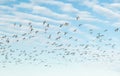 A big flock of barnacle gooses is flying in the sky. Birds are preparing to migrate south. September 2019, Finland