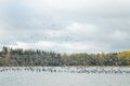 A big flock of barnacle gooses is taking off from the river Kymijoki. Birds are preparing to migrate south Royalty Free Stock Photo